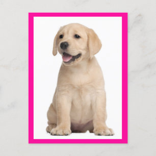 Briefkaart van gele labrador Retriever Puppy Dog