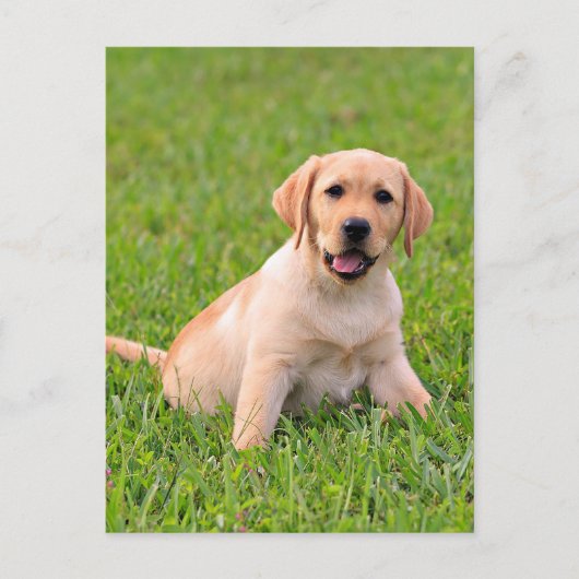 Briefkaart van gele labrador Retriever Puppy Dog (Voorkant)