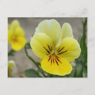 Briefkaart van Gele Pansies