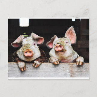 Briefkaart van gelukkige varkens