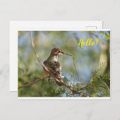 Briefkaart van geperst Hummingbird (Voorkant / Achterkant)