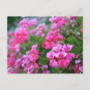 Briefkaart van Geraniums