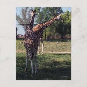 Briefkaart van Giraffes met celstructuur