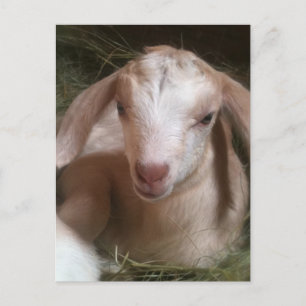 Briefkaart van gouden geit voor pasgeboren kindere