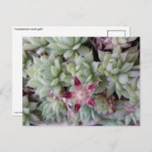 Briefkaart van grafietappel (Voorkant / Achterkant)