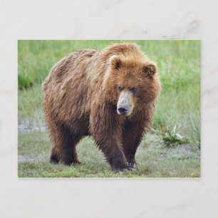 Briefkaart van grizzly beer
