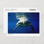 Briefkaart van groene schildpad - 02 (Voorkant / Achterkant)