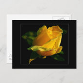 Briefkaart van grote gele rozenrog (Voorkant / Achterkant)
