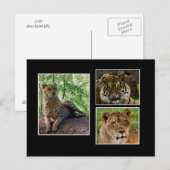 briefkaart van grote katten (Voorkant / Achterkant)