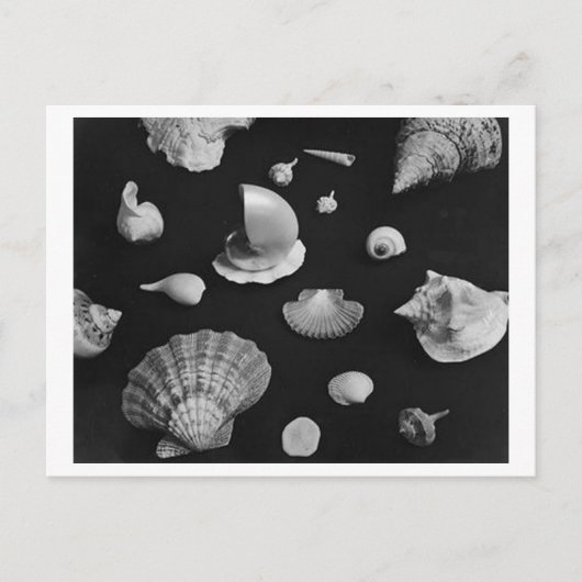 Briefkaart van Hamptons "Seashells" (Voorkant)
