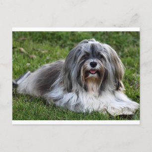 Briefkaart van Havanese Puppy Dog