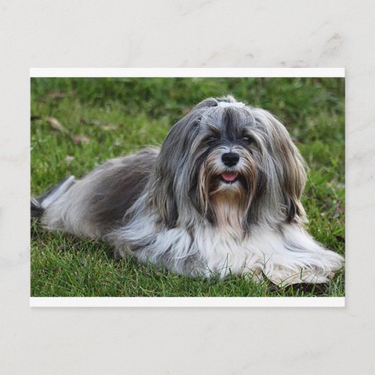 Briefkaart van Havanese Puppy Dog (Voorkant)