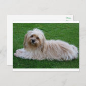 Briefkaart van Havanese Puppy Dog (Voorkant / Achterkant)