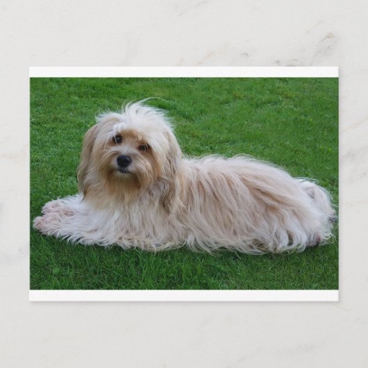 Briefkaart van Havanese Puppy Dog (Voorkant)