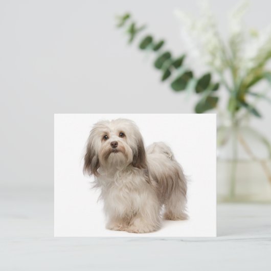 Briefkaart van Havanese Puppy Dog (Staand voorkant)