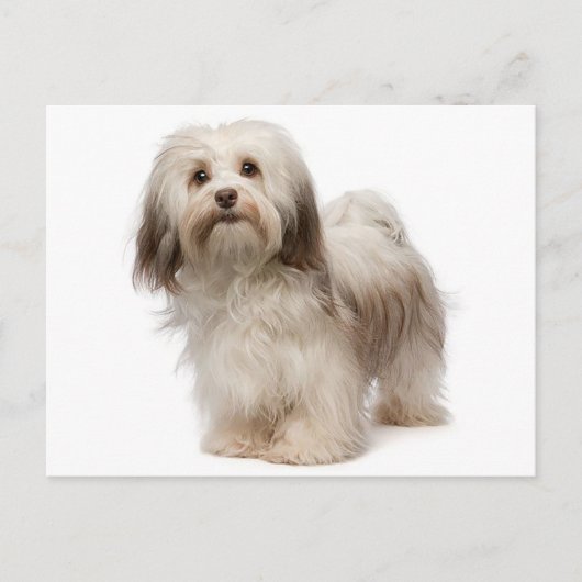 Briefkaart van Havanese Puppy Dog (Voorkant)