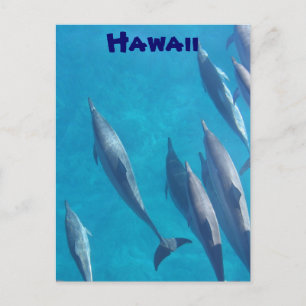 Briefkaart van Hawaiiaanse dolfijnen