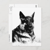 Briefkaart van herder (Voorkant / Achterkant)