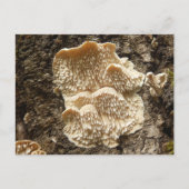 Briefkaart van Hericium cirrhatum Mushroom (Voorkant)