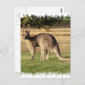 Briefkaart van het Afbeelding van Kangaroo (Voorkant / Achterkant)