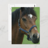 Briefkaart van het Arabische Afbeelding voor paard (Voorkant / Achterkant)