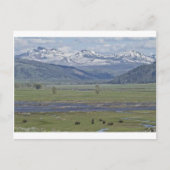 Briefkaart van het Nationaal Park Yellowstone (Voorkant)