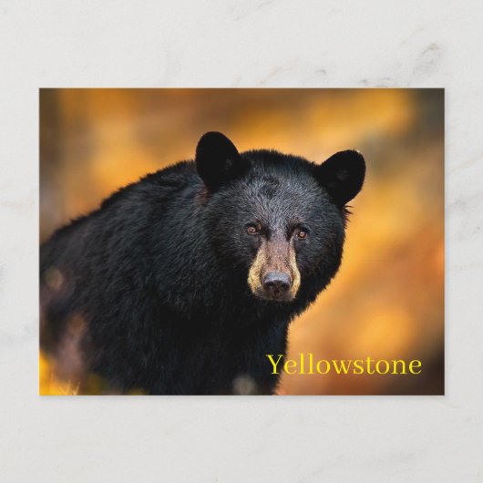Briefkaart van het nationale park van Yellowstone (Voorkant)