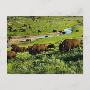 Briefkaart van het nationale park van Yellowstone
