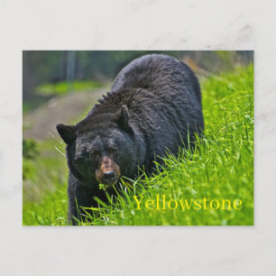 Briefkaart van het nationale park van Yellowstone