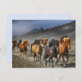 briefkaart van het paardenspoor (Voorkant / Achterkant)