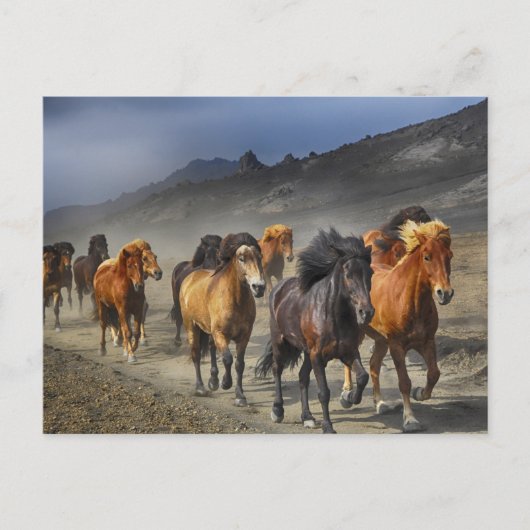 briefkaart van het paardenspoor (Voorkant)