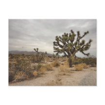 Briefkaart van het Park van de Boom van Joshua het