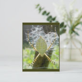 Briefkaart van het Uitzicht "Banded Argiope Spider (Staand voorkant)