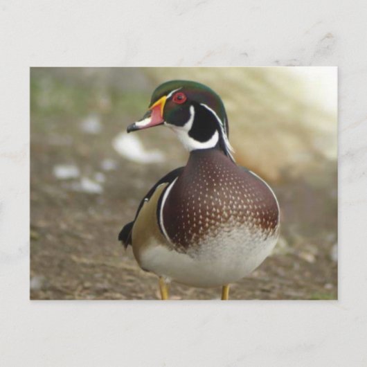 Briefkaart van hout Duck (Voorkant)