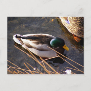 Briefkaart van hout Duck