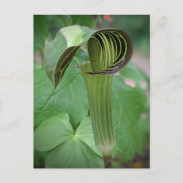 Briefkaart van Jack-in-the-Pulpit