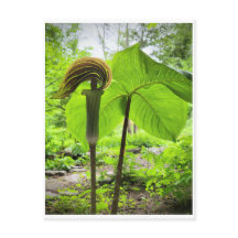 Briefkaart van Jack-in-the-Pulpit
