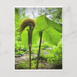 Briefkaart van Jack-in-the-Pulpit