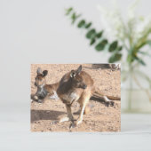 Briefkaart van Kangaroo (Staand voorkant)