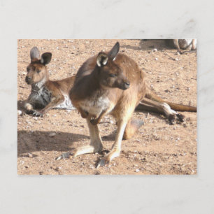Briefkaart van Kangaroo