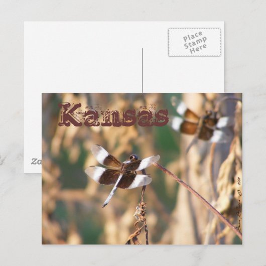 Briefkaart van Kansas: likkerlichten (Voorkant / Achterkant)