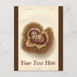  Briefkaart van kastanje