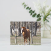 Briefkaart van kastanjepaarden (Staand voorkant)