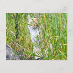 Briefkaart van kat van peek-a-boe