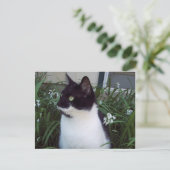 briefkaart van katten (Staand voorkant)