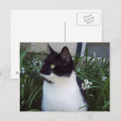 briefkaart van katten (Voorkant / Achterkant)
