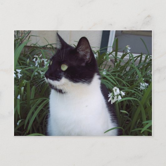briefkaart van katten (Voorkant)