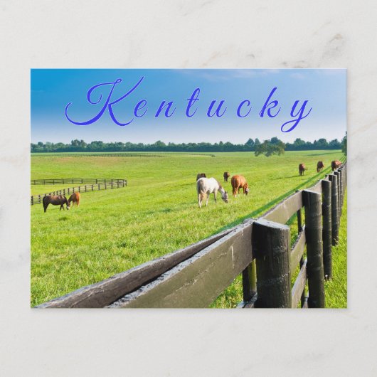Briefkaart van Kentucky. Paarden op het boerderij. (Voorkant)