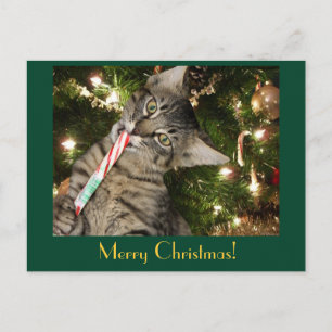 Briefkaart van Kimber Cat Eats Candy Cane