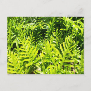 Briefkaart van King's Fern